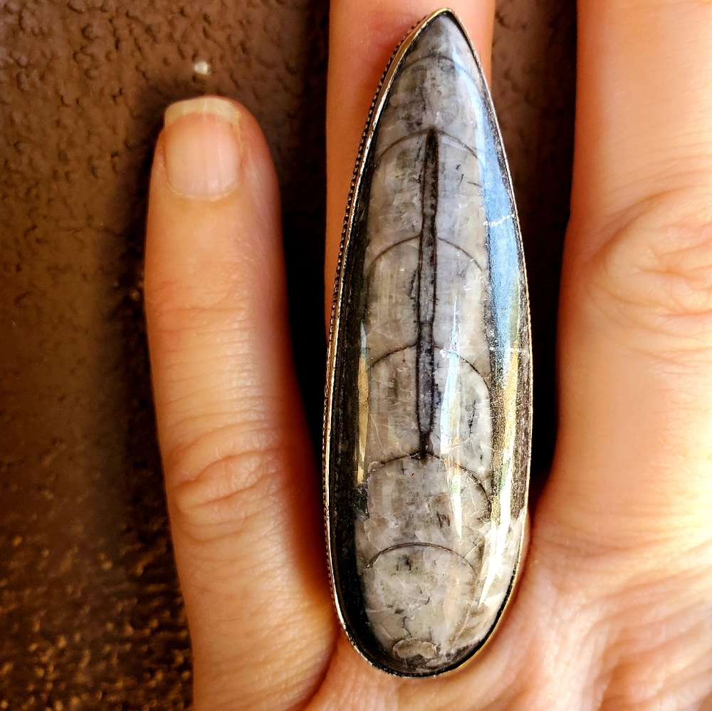 New Huge Orthoceras Fossil 925 Silver Statement Ring.